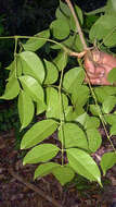 Image of Cissus coccinea Mart. ex Planch.