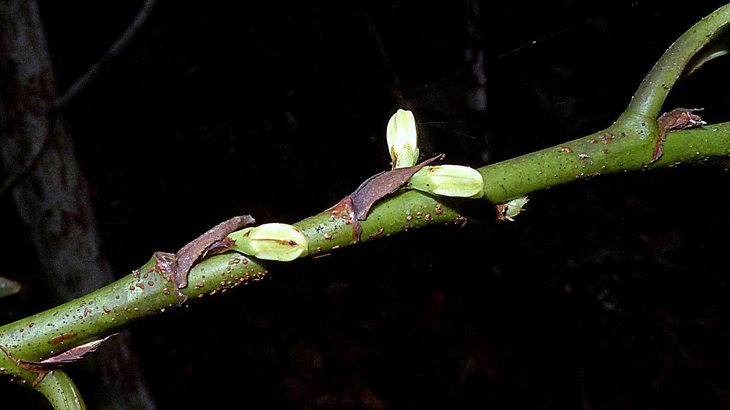 Image of Erythroxylum martii Peyr.