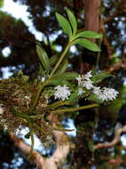 Image of Dendrobium moorei F. Muell.