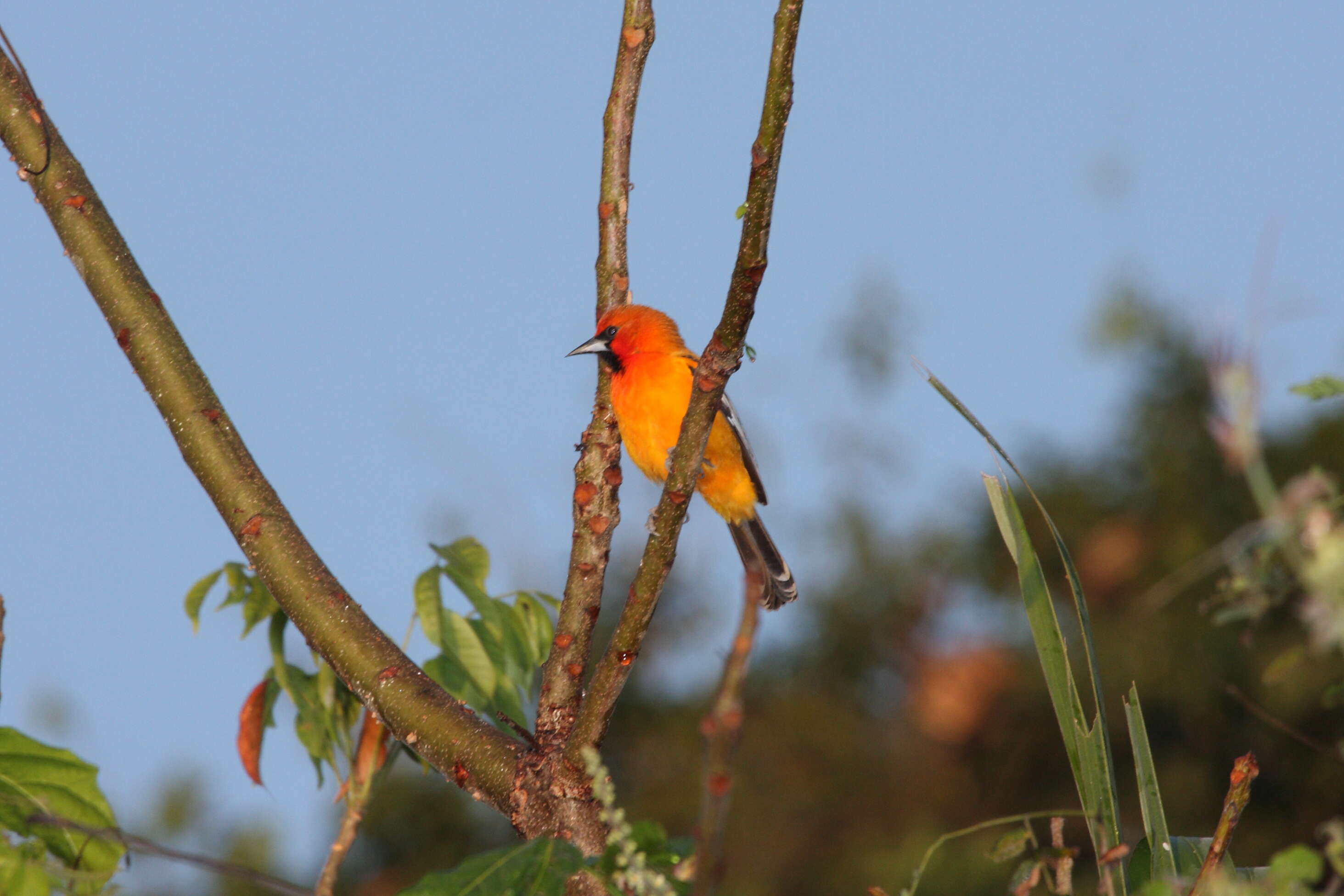 Image of New World orioles