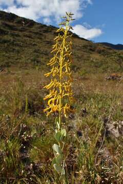 Image of Vochysia pygmaea Bong.