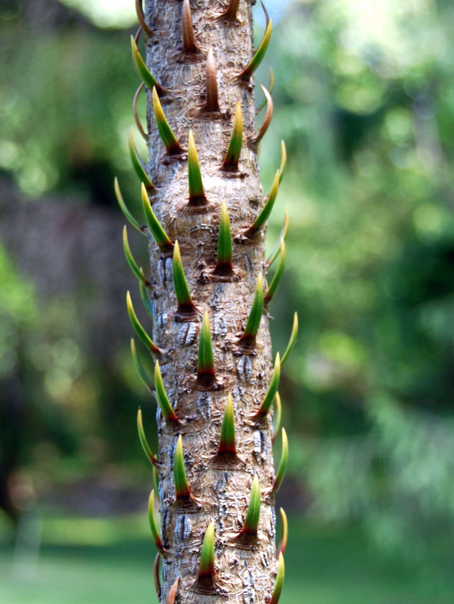 Image of Araucaria