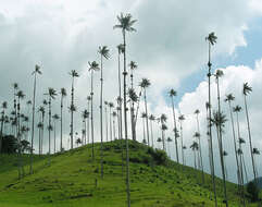 Image of ceroxylon palm