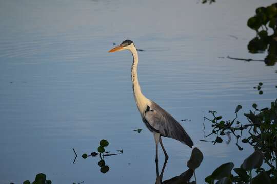 Image of Cocoi Heron