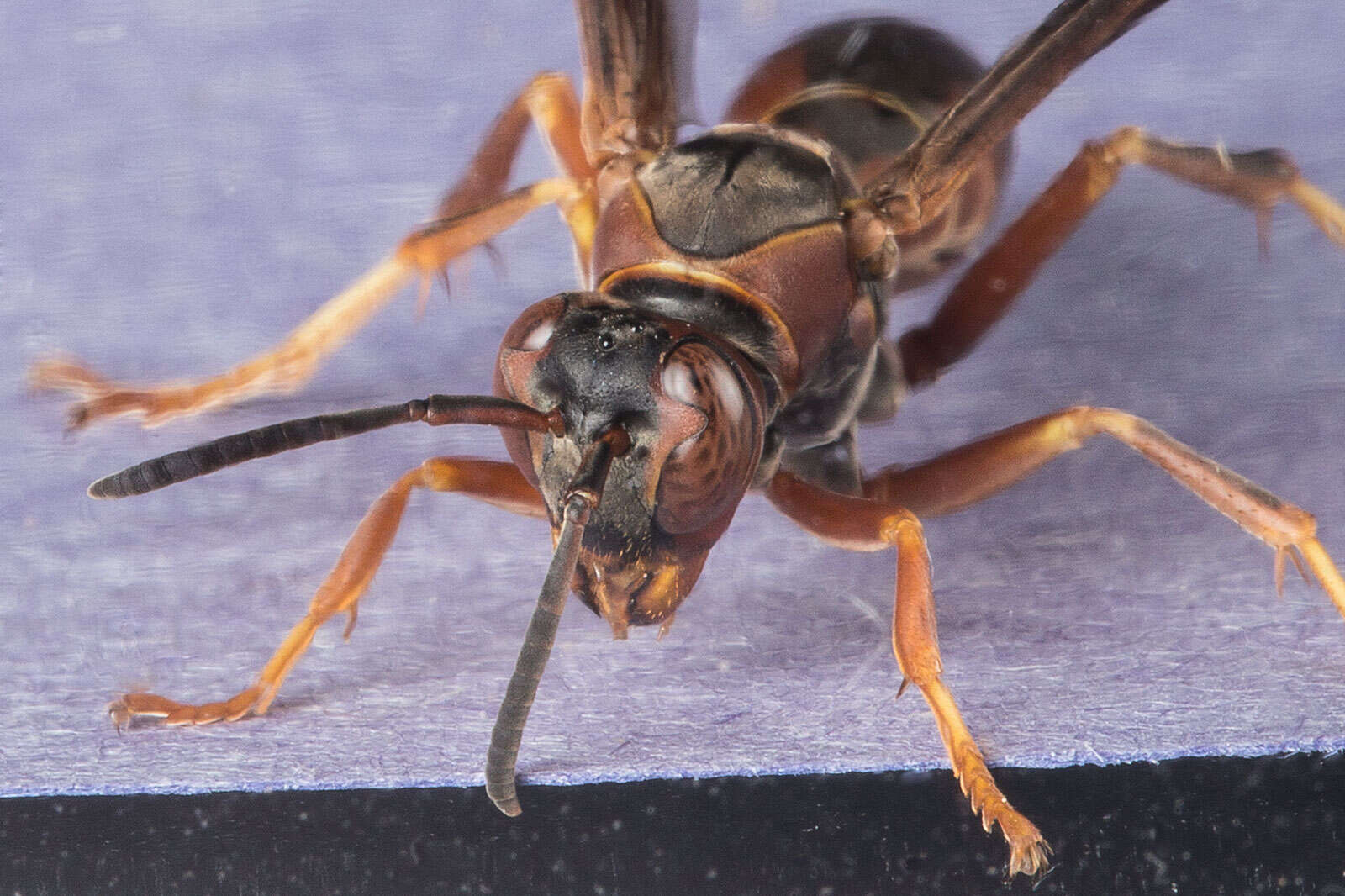 Image of Polistes