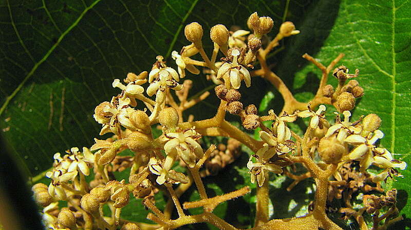 Image of propeller tree family