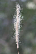 Image of plumegrass