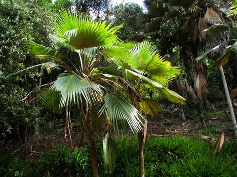 Pritchardia hardyi Rock的圖片