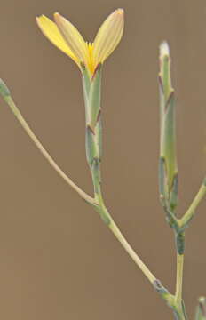 Lactuca viminea (L.) J. & C. Presl的圖片