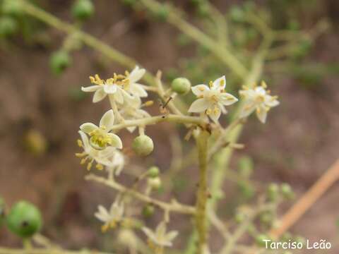 Image of hog plum