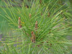 Pinus densiflora Siebold & Zucc. resmi