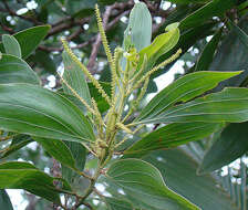 Image of Black wattle