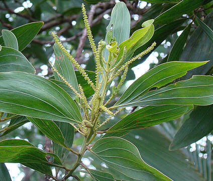 Image of Black wattle