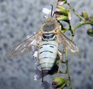 Bembix olivacea Fabricius 1787 resmi