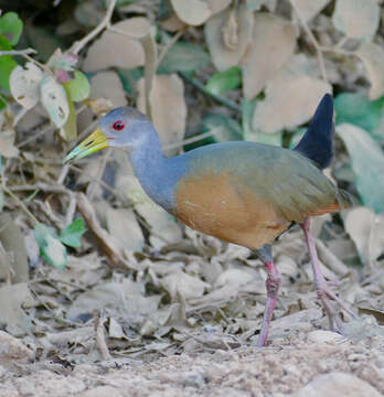 Image of Grey-cowled Wood Rail