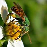 Image of Metallic Green Bees