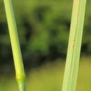 Image of Bushgrass