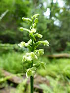 Image of Green Woodland Orchid