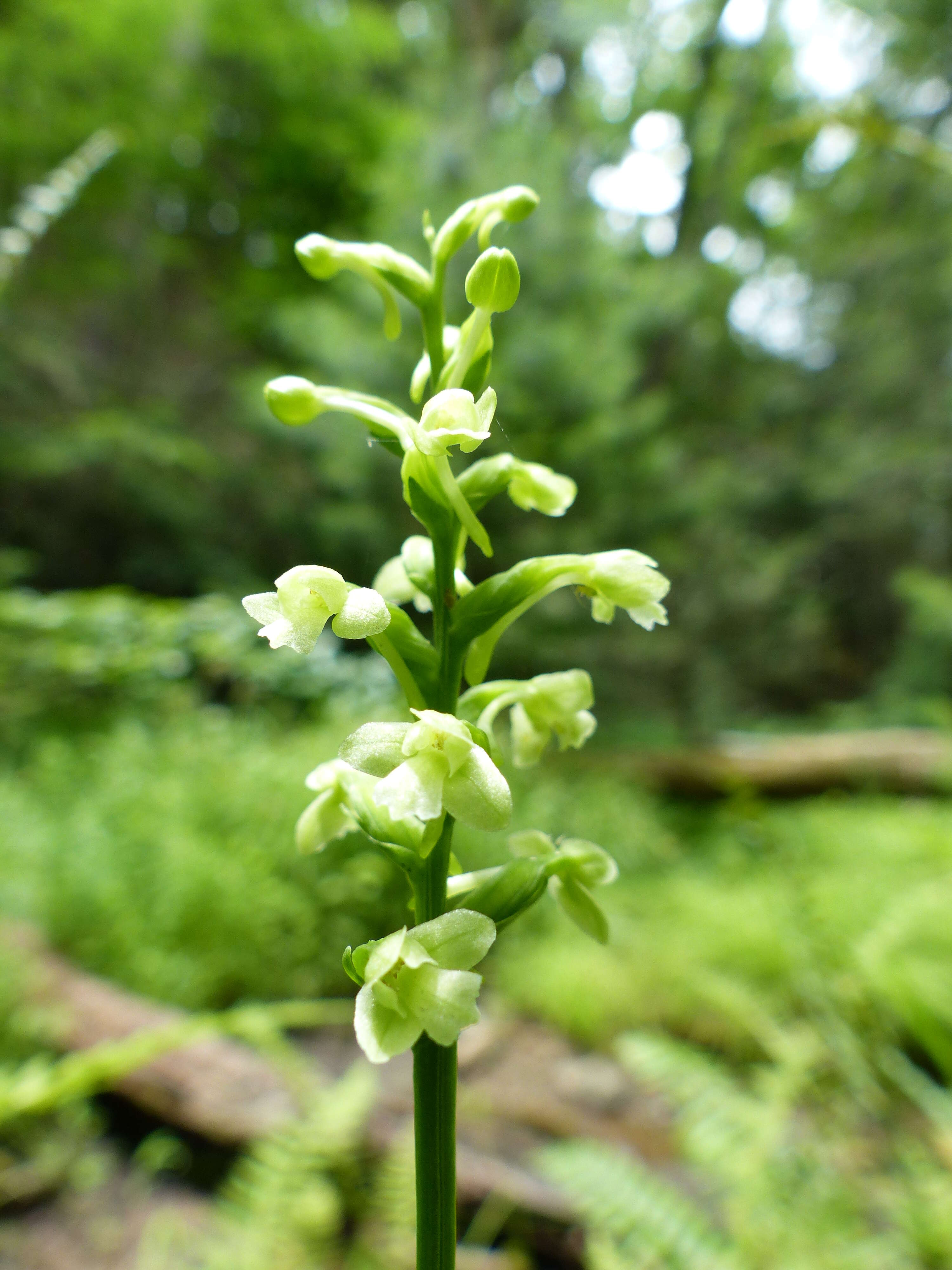 Image of Fringed orchids