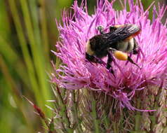 Image of Bumblebees