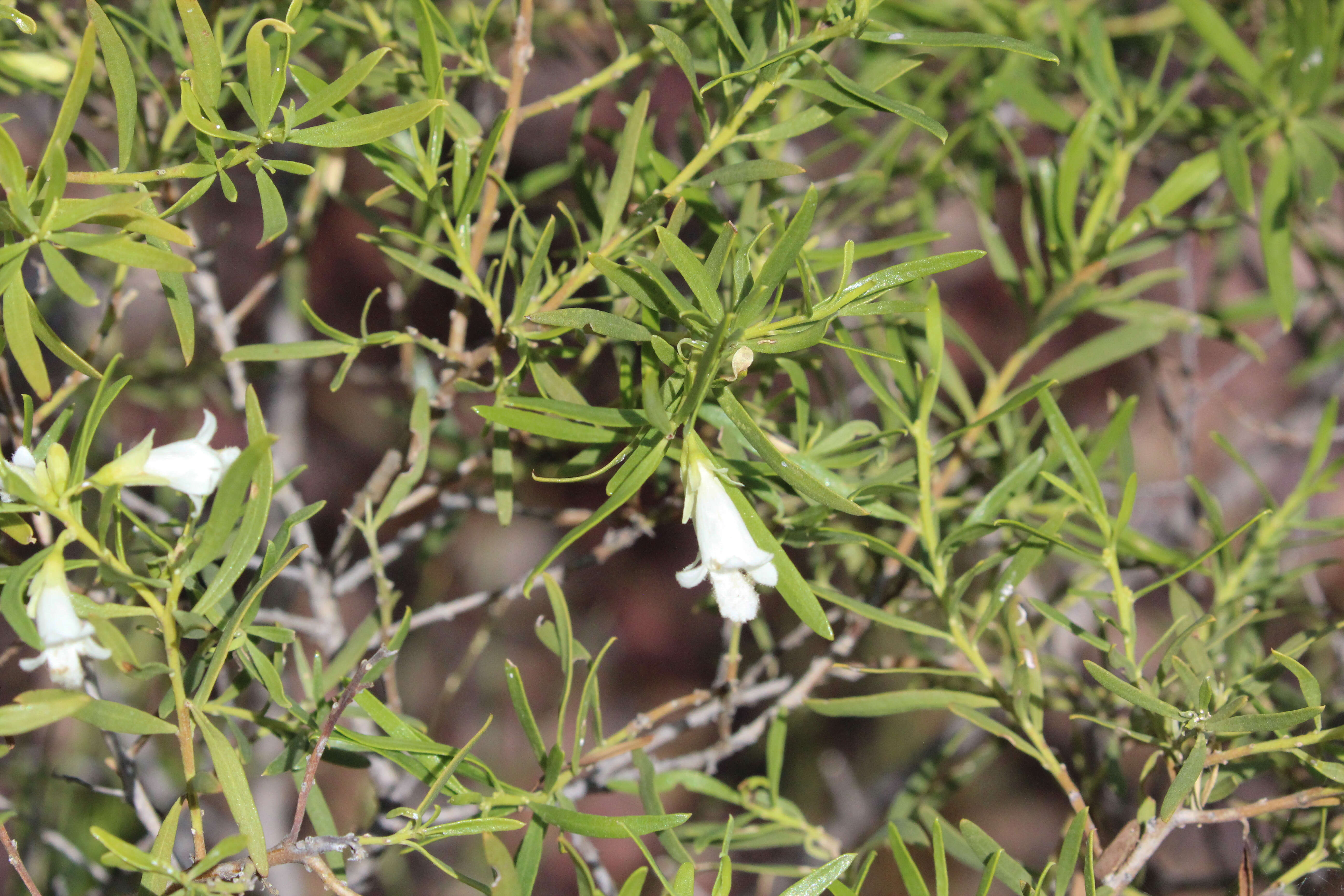 صورة Eremophila mitchellii Benth.