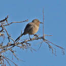 Image of Bendire's Thrasher