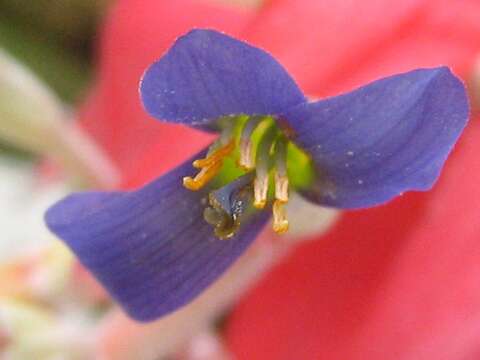 Image of billbergia