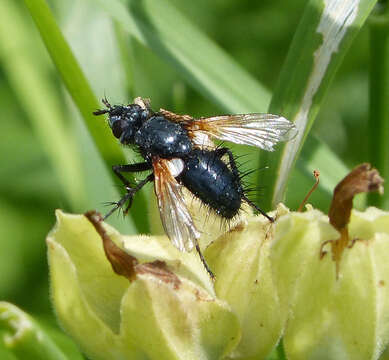 Image of Zophomyia