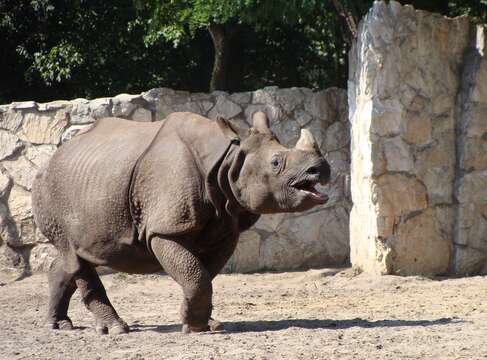 Image of Indian and Javan Rhinoceroses