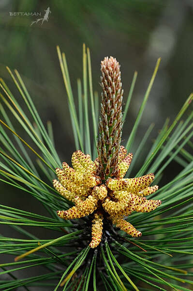 Sivun Pinus taiwanensis Hayata kuva