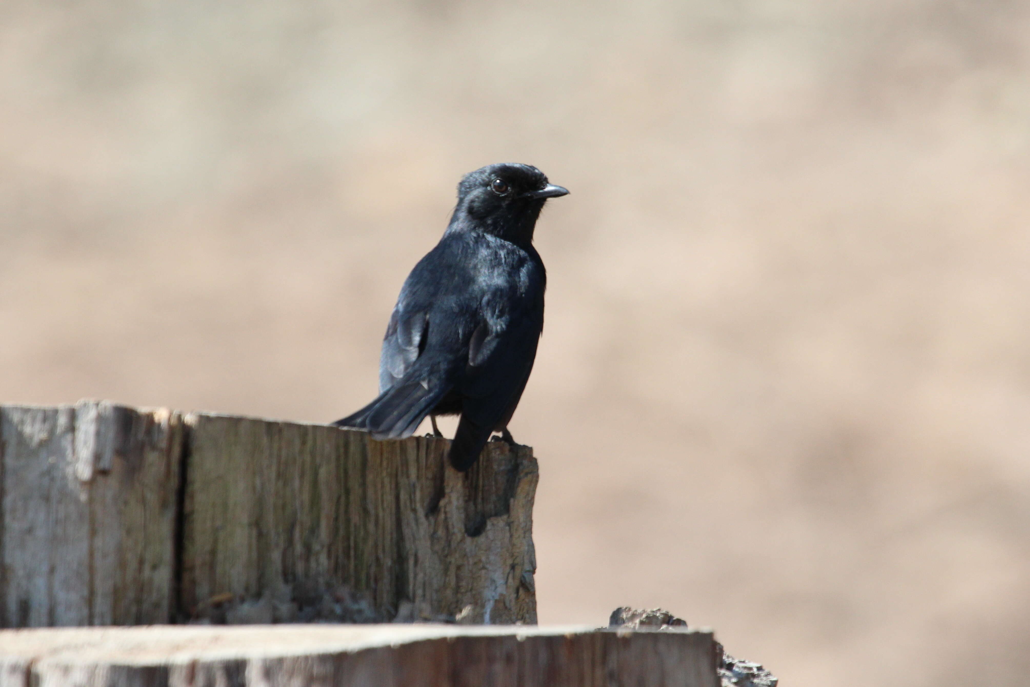 Image of Southern Black Flycatcher