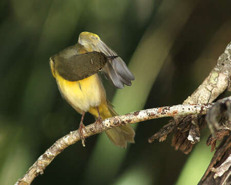 Image of Geothlypis Cabanis 1847