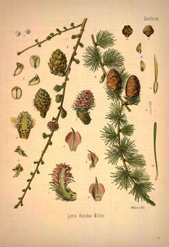 Image of European Larch