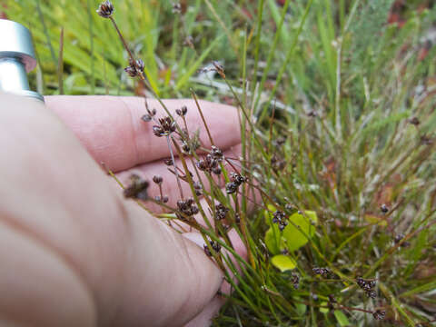 Juncus bulbosus L. resmi