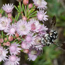 Image of Domino cuckoo bee