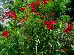 Image of oleander