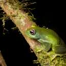 Image of Ankafana Bright-eyed Frog