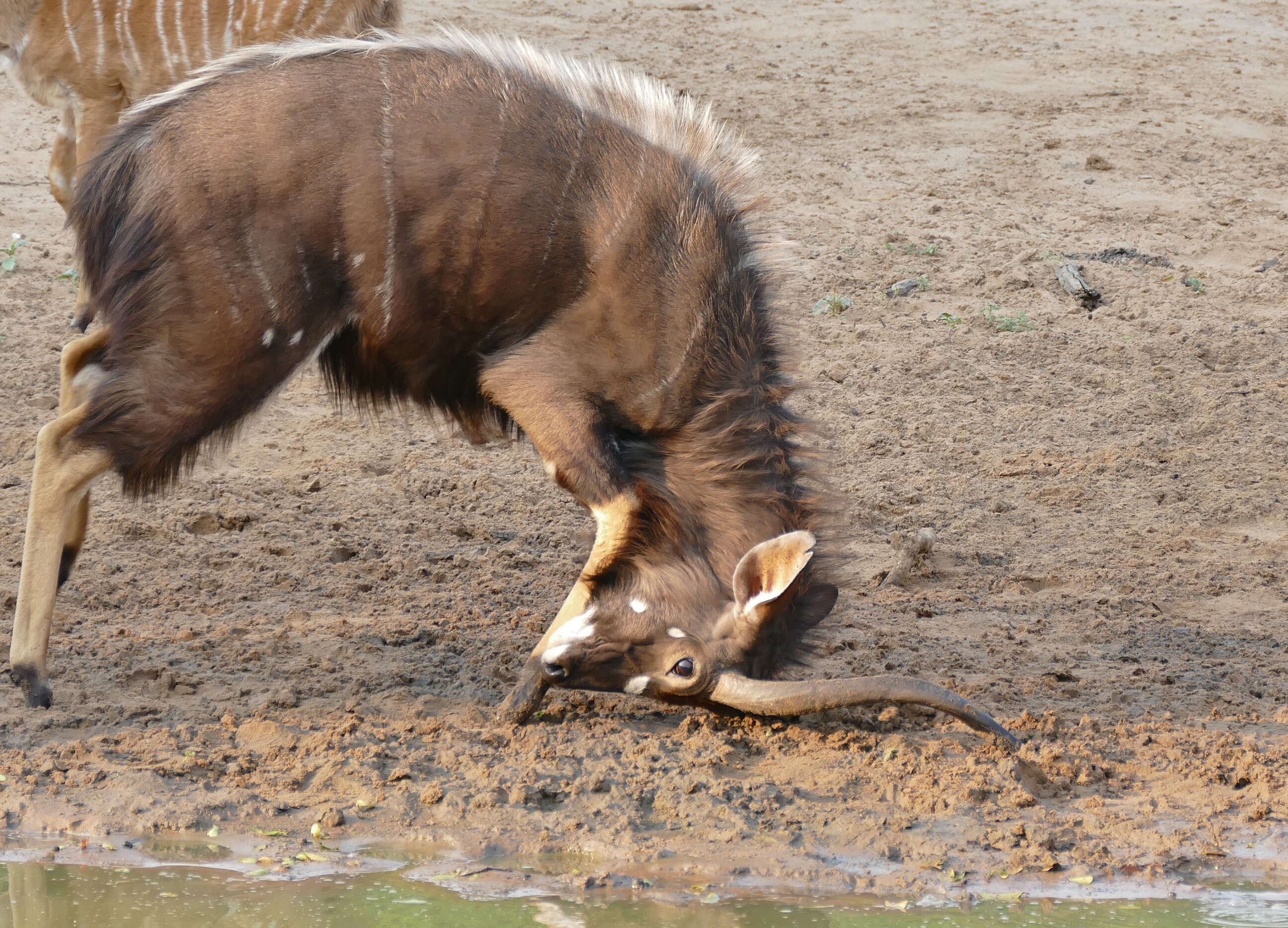 Image of Spiral-horned Antelope