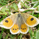 Image of Tussock Ringlet butterfly