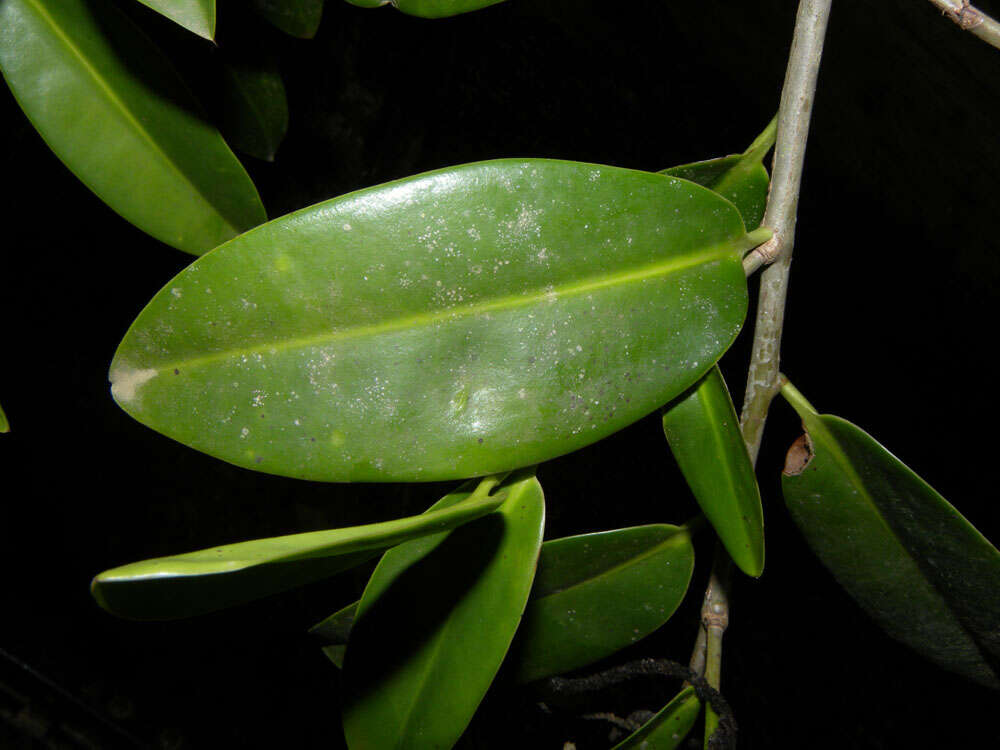 Image of Sarcopera sessiliflora (Triana & Planch.) H. G. Bedell