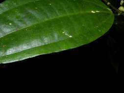 Image of Miconia gracilis Triana