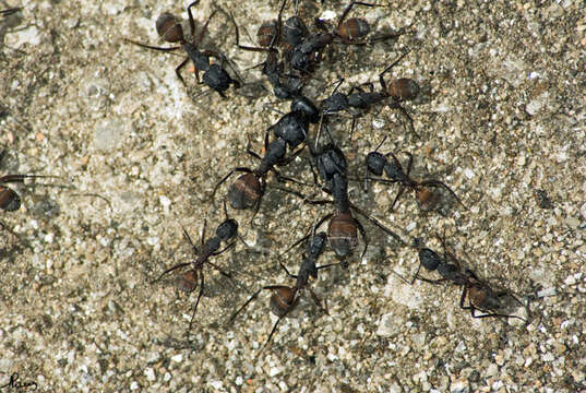 Image of Camponotus cruentatus (Latreille 1802)