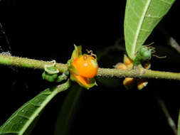 Image de Trophis caucana (Pittier) C. C. Berg