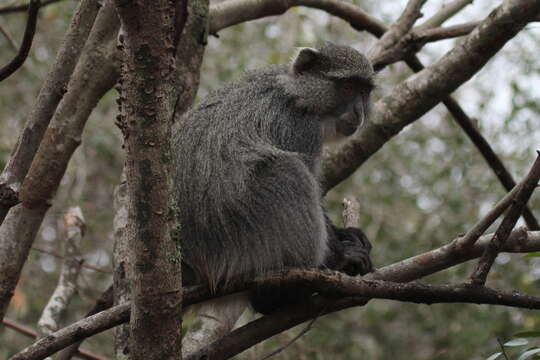 Слика од Cercopithecus mitis albogularis (Sykes 1831)