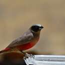 Image of Black-faced Waxbill