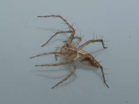 Image of lynx spider