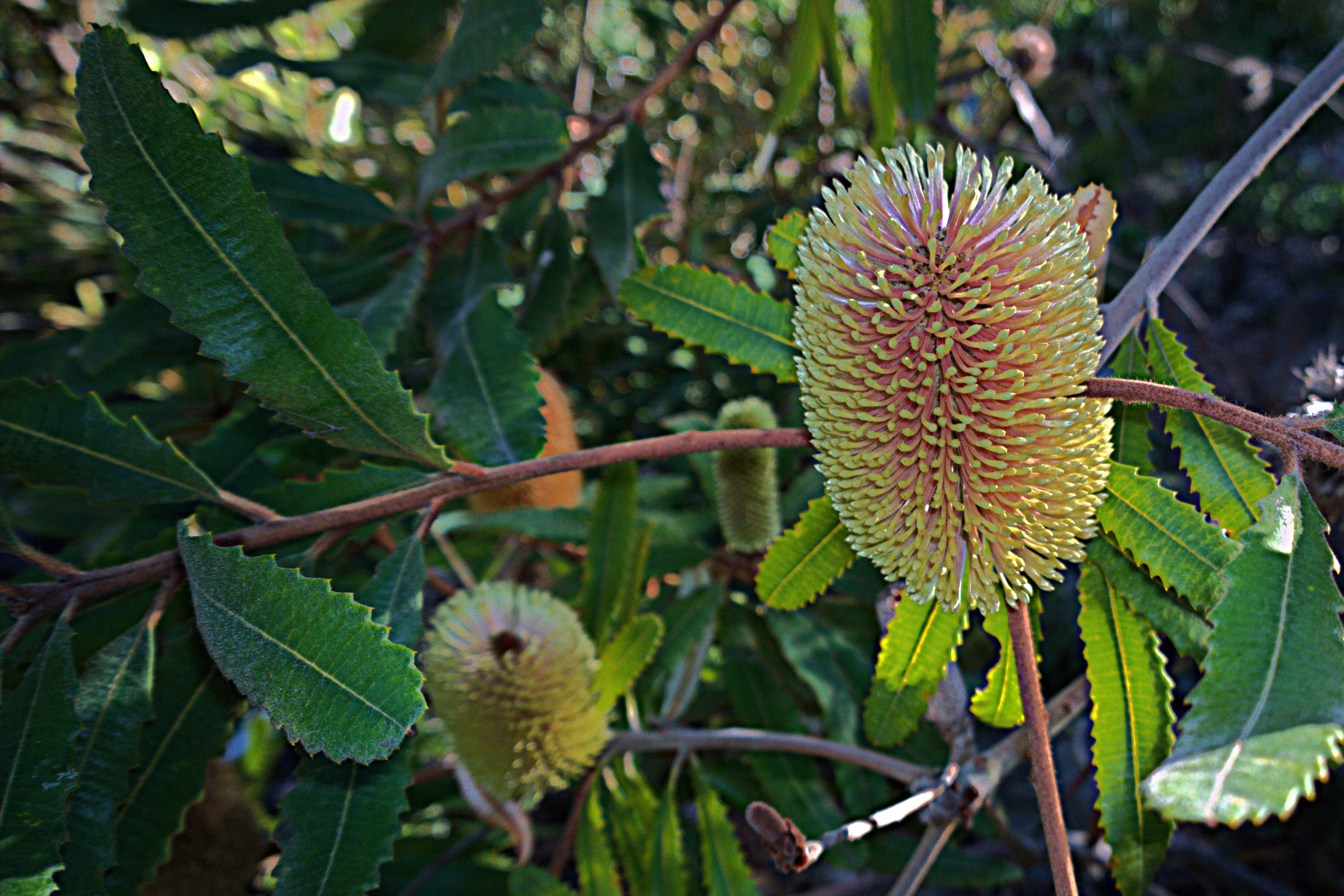 Image of Banksia oblongifolia Cav.