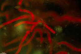 Image of Cyanobacteria