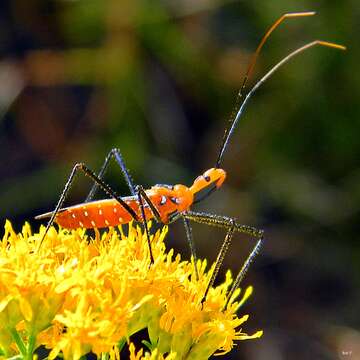 صورة Zelus longipes (Linnaeus 1767)