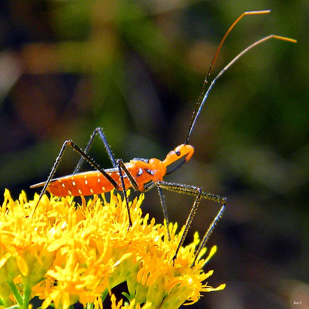 Image of Milkweed Assassin Bug